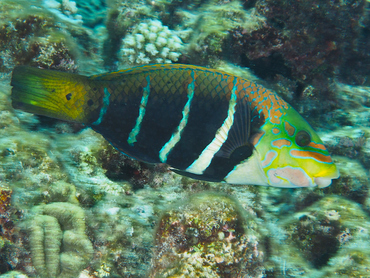 Barred Thicklip - Hemigymnus fasciatus - Great Barrier Reef, Australia