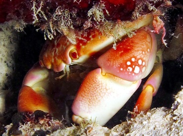Batwing Coral Crab - Carpilius corallinus - Bonaire