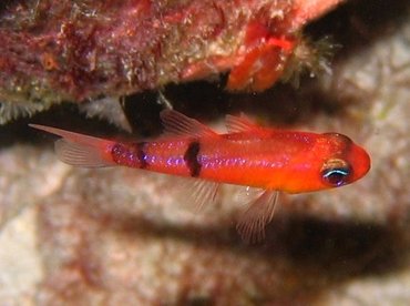 Belted Cardinalfish - Apogon townsendi - Bonaire