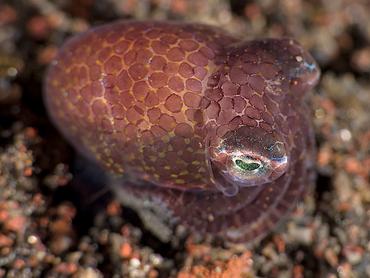 Berry's Bobtail Squid - Euprymna berryi - Bali, Indonesia