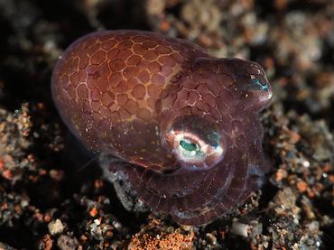 Berry's Bobtail Squid - Euprymna berryi - Bali, Indonesia