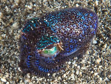 Berry's Bobtail Squid - Euprymna berryi - Komodo, Indonesia