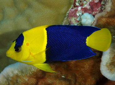 Bicolor Angelfish - Centropyge bicolor - Palau