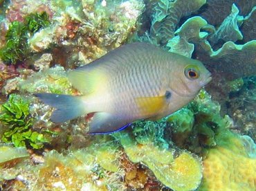 Bicolor Damselfish - Stegastes partitus - Bonaire