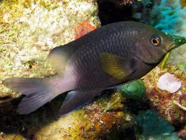 Bicolor Damselfish - Stegastes partitus - Cozumel, Mexico
