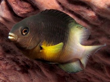 Bicolor Damselfish - Stegastes partitus - Cozumel, Mexico