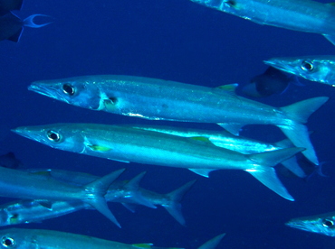 Bigeye Barracuda - Sphyraena forsteri - Palau