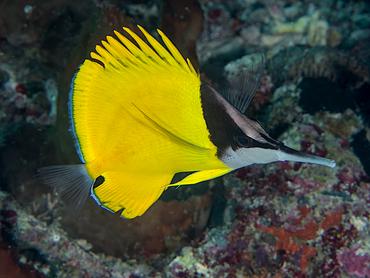 Big Longnose Butterflyfish - Forcipiger longirostris - Komodo, Indonesia