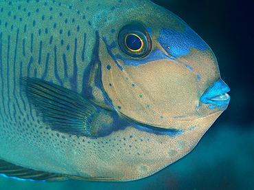 Bignose Unicornfish - Naso vlamingii - Wakatobi, Indonesia