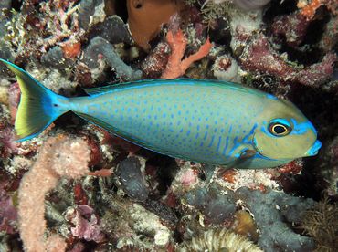 Bignose Unicornfish - Naso vlamingii - Wakatobi, Indonesia