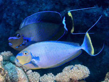 Bignose Unicornfish - Naso vlamingii - Coral Sea, Australia