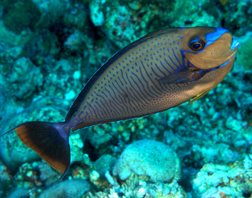Bignose Unicornfish - Naso vlamingii - Coral Sea, Australia