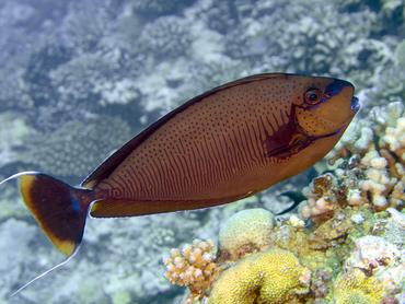 Bignose Unicornfish - Naso vlamingii - Moorea, French Polynesia