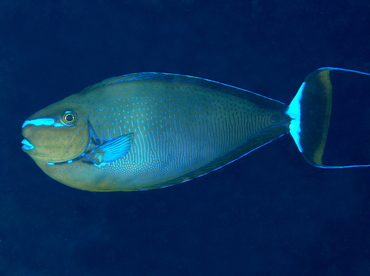 Bignose Unicornfish - Naso vlamingii - Fiji