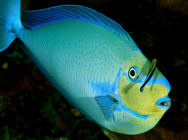Bignose Unicornfish - Naso vlamingii - Palau