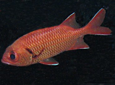 Bigscale Soldierfish - Myripristis berndti - Big Island, Hawaii