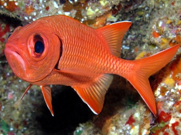 Bigscale Soldierfish - Myripristis berndti - Lanai, Hawaii