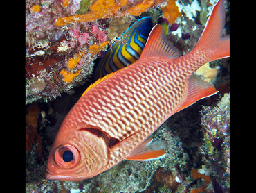 Bigscale Soldierfish - Myripristis berndti - Coral Sea, Australia