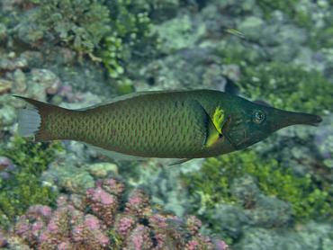 Pacific Bird Wrasse - Gomphosus varius - Rangiroa, French Polynesia