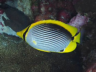 Black-Backed Butterflyfish - Chaetodon melannotus - Great Barrier Reef, Australia
