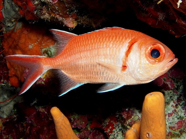 Blackbar Soldierfish - Myripristis jacobus - Turks and Caicos