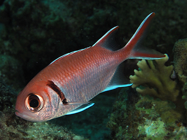 Blackbar Soldierfish - Myripristis jacobus - Bonaire