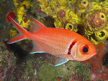 Blackbar Soldierfish - Myripristis jacobus - British Virgin Islands