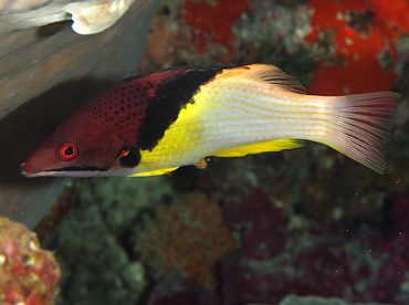 Blackbelt Hogfish - Bodianus mesothorax - Wakatobi, Indonesia
