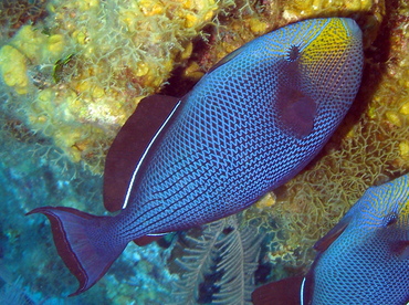 Black Durgon - Melichthys niger - Grand Cayman