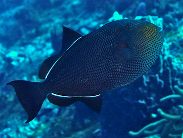 Black Durgon - Melichthys niger - Cozumel, Mexico