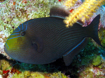 Black Durgon - Melichthys niger - Belize