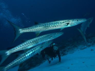 Blackfin Barracuda - Sphyraena qenie - Palau