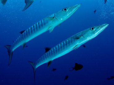 Blackfin Barracuda - Sphyraena qenie - Palau