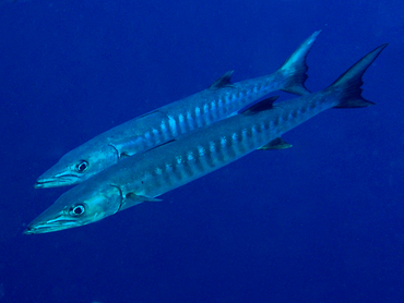Blackfin Barracuda - Sphyraena qenie - Great Barrier Reef, Australia
