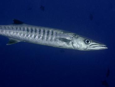 Blackfin Barracuda - Sphyraena qenie - Rangiroa, French Polynesia