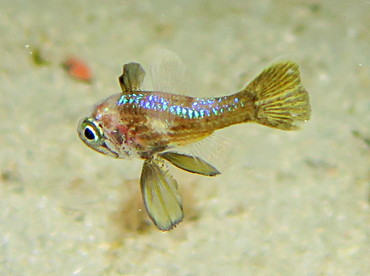 Blackfin Cardinalfish - Astrapogon puncticulatus - Palm Beach, Florida