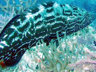 Black Grouper - Mycteroperca bonaci - Nassau, Bahamas