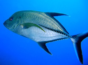 Black Jack - Caranx lugubris - Turks and Caicos