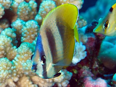 Blacklip Butterflyfish - Chaetodon kleinii - Great Barrier Reef, Australia