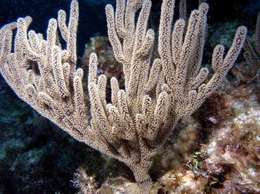 Black Sea Rod - Plexaurella homomalla - Nassau, Bahamas