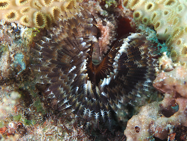 Black-Spotted Feather Duster - Branchiomma nigromaculata - Palm Beach, Florida