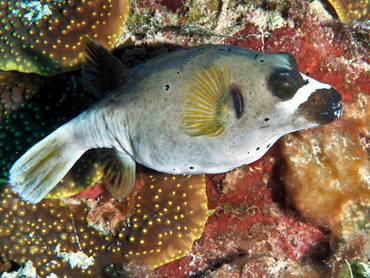 Blackspotted Puffer - Arothron nigropunctatus - Great Barrier Reef, Australia