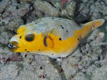 Blackspotted Puffer - Arothron nigropunctatus - Komodo, Indonesia