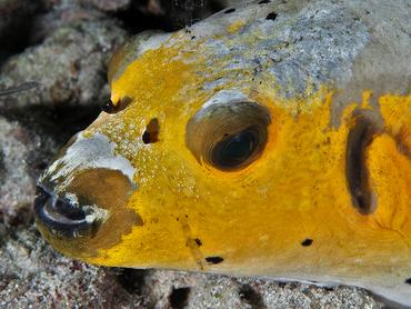 Blackspotted Puffer - Arothron nigropunctatus - Komodo, Indonesia
