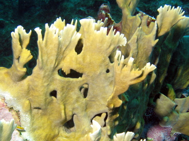 Blade Fire Coral - Millepora Complanata - Grand Cayman