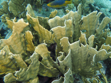 Blade Fire Coral - Millepora Complanata - Bonaire