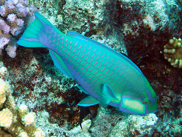 Bleeker's Parrotfish - Chlorurus bleekeri - Great Barrier Reef, Australia