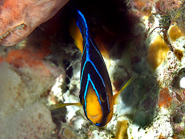 Blue Angelfish - Holacanthus bermudensis - Palm Beach, Florida