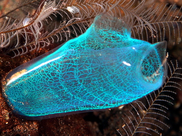 Blue Ascidian - Rhopalaea sp. 1 - Bali, Indonesia
