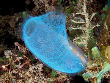 Blue Ascidian - Rhopalaea sp. 1 - Bali, Indonesia